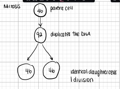 Flowchart of mitosis showing chromosome duplication and division
