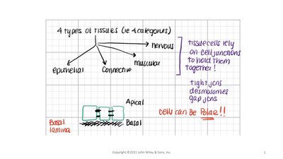 Diagram showing four tissue types and cell junctions