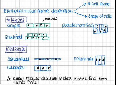 Diagram showing epithelial tissue classification by layers and cell shape