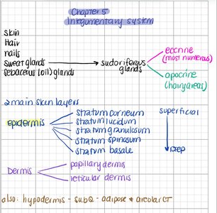 Diagram of the integumentary system showing skin layers and glands