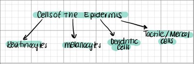 Diagram showing the main cell types of the epidermis