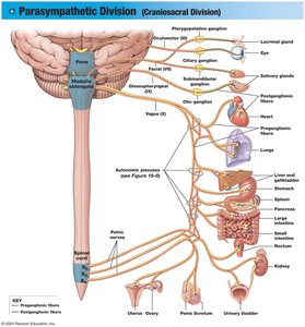 Parasympathetic division pathways to organs