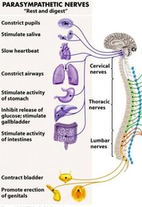 Parasympathetic nerves and their effects on organs