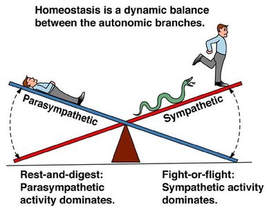 Homeostasis balance between sympathetic and parasympathetic