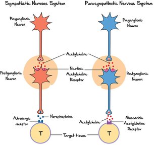 Sympathetic vs. parasympathetic neurotransmitter and receptor comparison