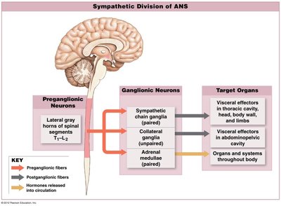 Sympathetic division structure and ganglia