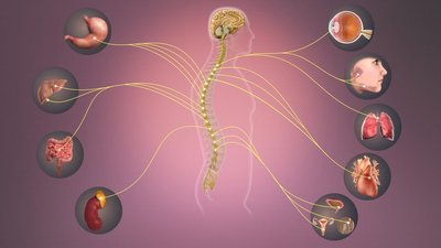Sympathetic division effects on organs