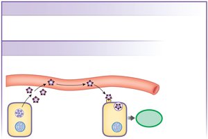 Extracellular vesicle signaling