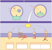 Signal pathway steps