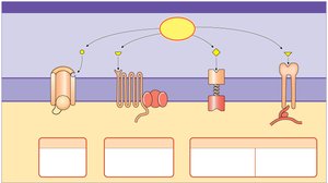 Categories of membrane receptors