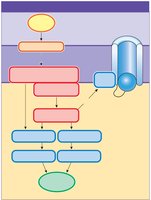 Transduction pathways
