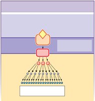 Signal amplification