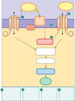 Ion channel signal transduction