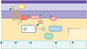GPCR-Phospholipase C pathway