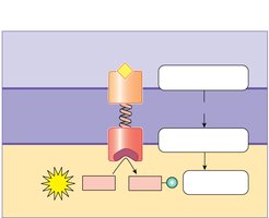 Tyrosine kinase receptor
