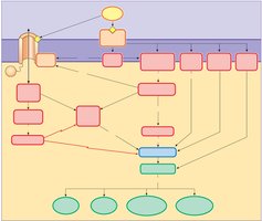 Summary map of signal transduction