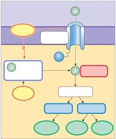 Calcium as an intracellular messenger