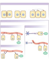 Types of cell-to-cell communication