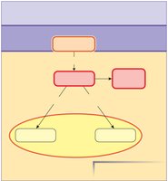 Arachidonic acid cascade
