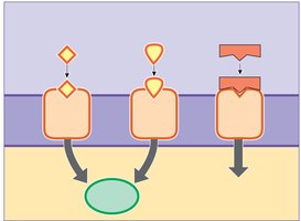 Agonists and antagonists
