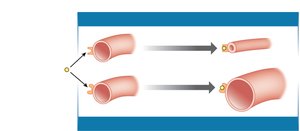 Target response depends on receptor type