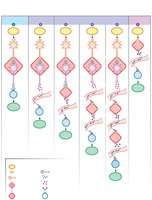 Comparison of neural and endocrine control