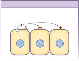 Autocrine and paracrine signaling