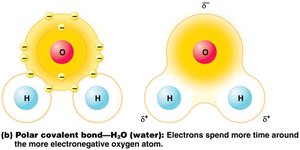 Polar covalent bond in water