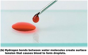 Hydrogen bonds between water molecules