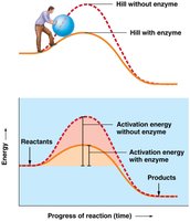 Effect of enzymes on activation energy