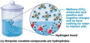 Hydrophobic molecules in water