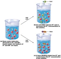Behavior of acids and bases in water