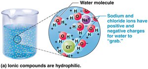 Ionic compounds are hydrophilic