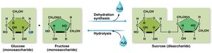 Monosaccharides and disaccharides