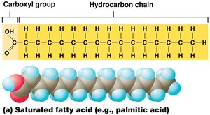 Saturated fatty acid structure