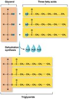 Triglyceride structure and formation