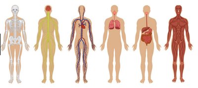 Major organ systems of the human body
