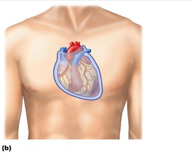 Serous membrane relationships of the heart