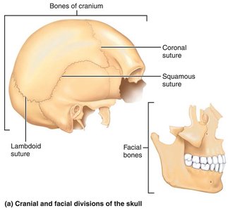 Cranial and facial divisions of the skull