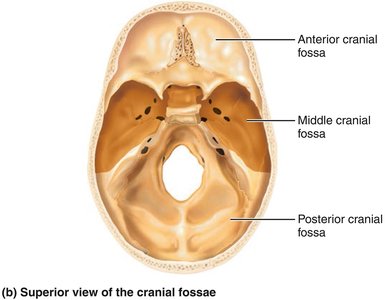 Lateral view of cranial fossae