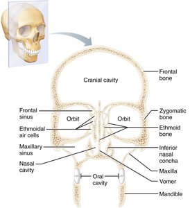 Major cavities of the skull, frontal section