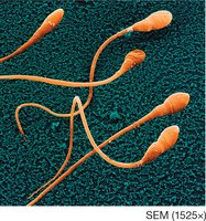Flagella on sperm cells