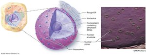 Structure of the nucleus