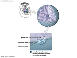 Nuclear envelope and pores