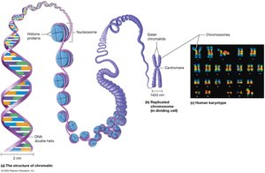 Chromatin and chromosomes