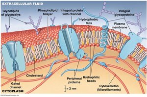 Structure of the plasma membrane
