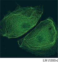Intermediate filaments in the cytoskeleton