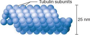 Structure of microtubules