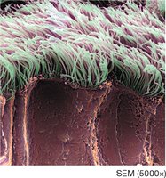 Cilia on epithelial cells