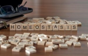 Wooden letter tiles spelling HOMEOSTASIS
